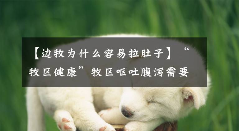 【边牧为什么容易拉肚子】“牧区健康”牧区呕吐腹泻需要注意的几个原因。