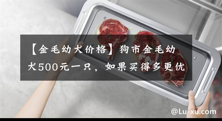 【金毛幼犬价格】狗市金毛幼犬500元一只，如果买得多更优惠，按照批发价卖！