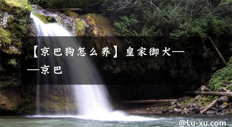 【京巴狗怎么养】皇家御犬——京巴