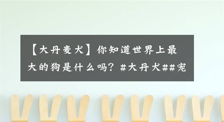 【大丹麦犬】你知道世界上最大的狗是什么吗？#大丹犬##宠物#