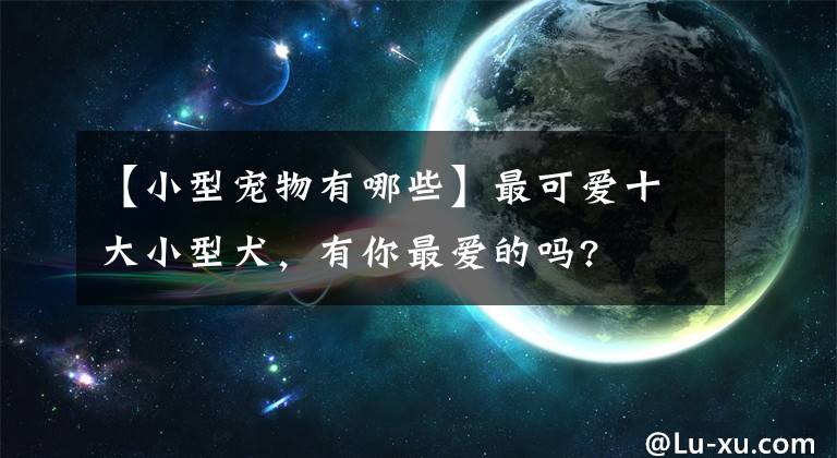 【小型宠物有哪些】最可爱十大小型犬，有你最爱的吗?