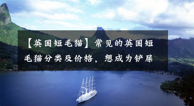 【英国短毛猫】常见的英国短毛猫分类及价格，想成为铲屎官的可以参考一下
