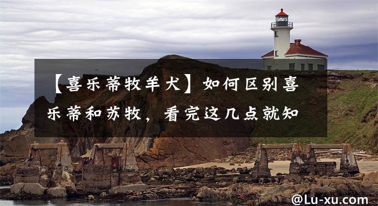 【喜乐蒂牧羊犬】如何区别喜乐蒂和苏牧，看完这几点就知道了