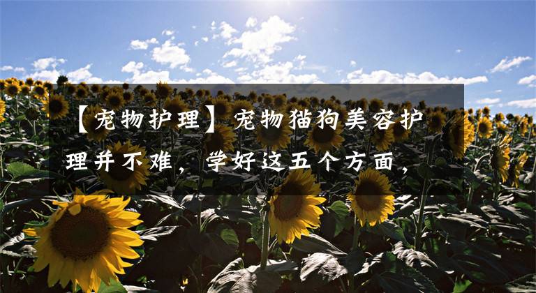 【宠物护理】宠物猫狗美容护理并不难，学好这五个方面，就是合格的宠物美容师