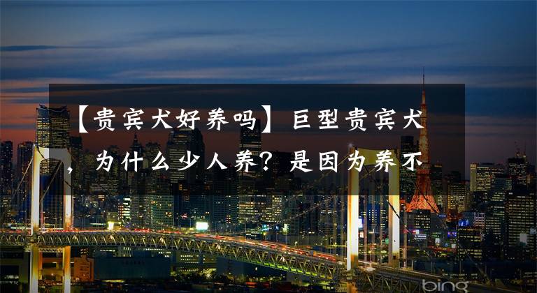 【贵宾犬好养吗】巨型贵宾犬，为什么少人养？是因为养不起吗？
