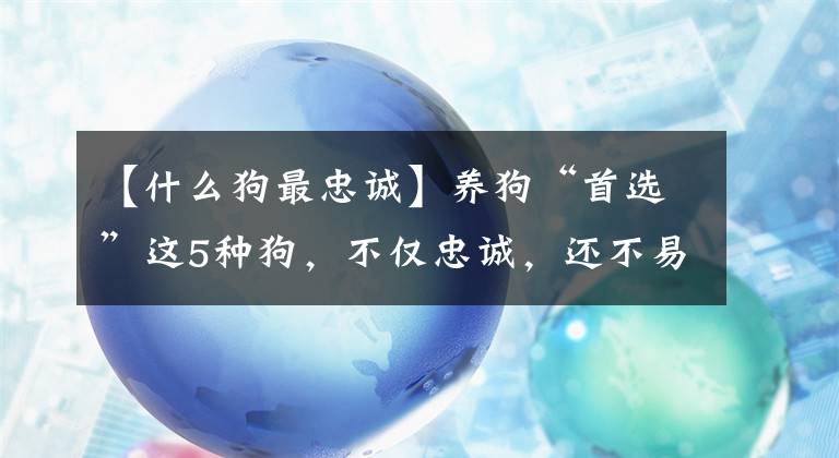 【什么狗最忠诚】养狗“首选”这5种狗，不仅忠诚，还不易生病