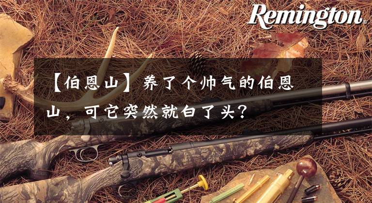 【伯恩山】养了个帅气的伯恩山，可它突然就白了头？