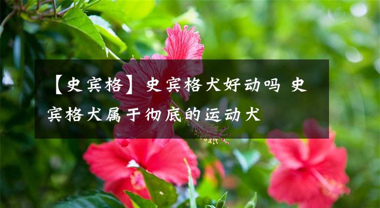 【史宾格】史宾格犬好动吗 史宾格犬属于彻底的运动犬