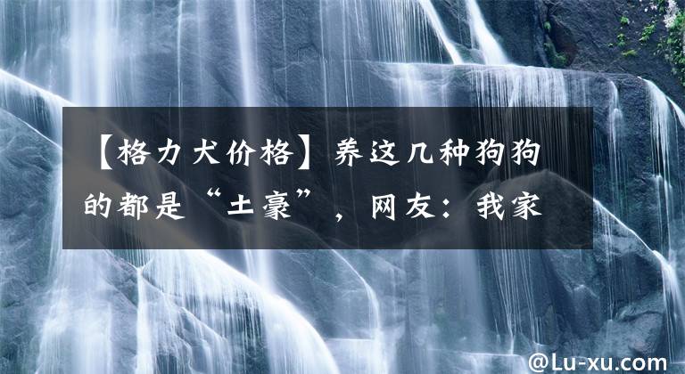 【格力犬价格】养这几种狗狗的都是“土豪”，网友：我家没矿，不敢养！