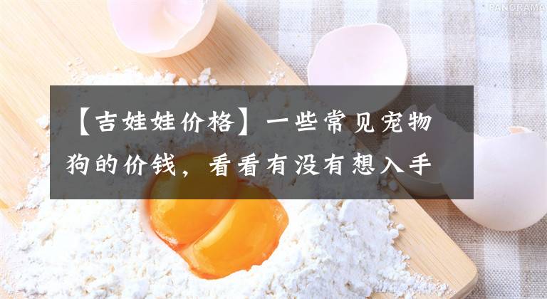 【吉娃娃价格】一些常见宠物狗的价钱，看看有没有想入手的，别被狗贩子忽悠了