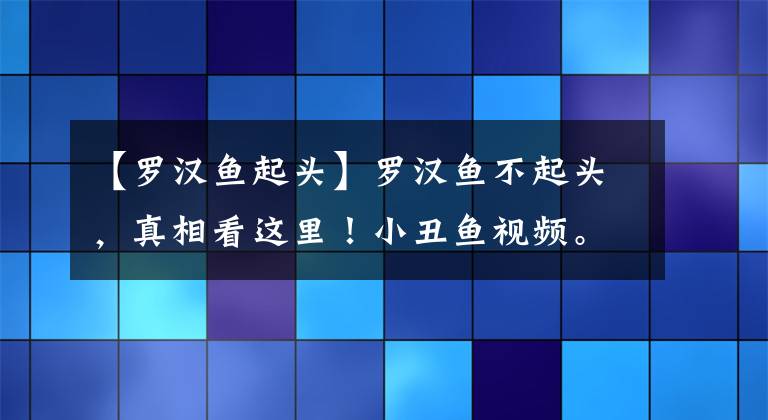 【罗汉鱼起头】罗汉鱼不起头，真相看这里！小丑鱼视频。