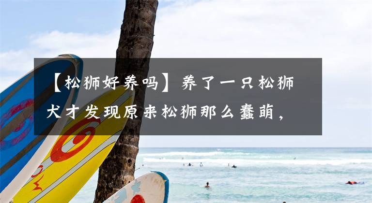 【松狮好养吗】养了一只松狮犬才发现原来松狮那么蠢萌，主要还是蠢！心好累