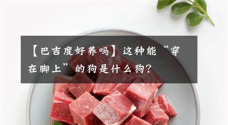 【巴吉度好养吗】这种能“穿在脚上”的狗是什么狗？
