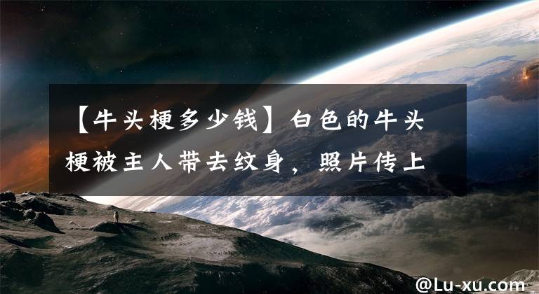 【牛头梗多少钱】白色的牛头梗被主人带去纹身，照片传上网大家都开始骂主人