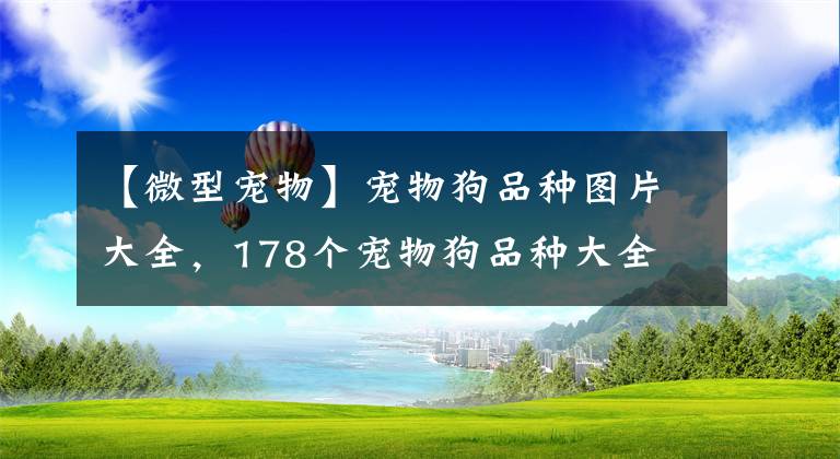 【微型宠物】宠物狗品种图片大全，178个宠物狗品种大全