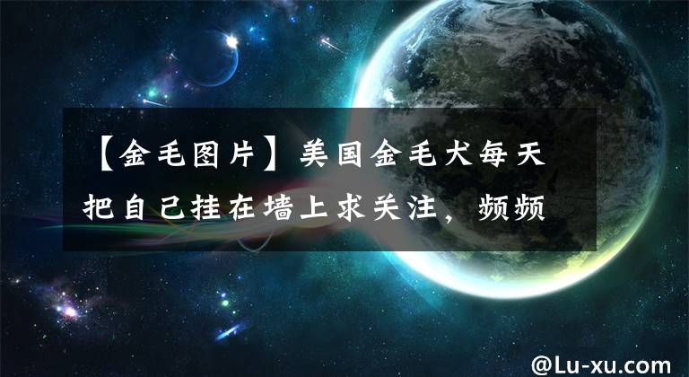 【金毛图片】美国金毛犬每天把自己挂在墙上求关注，频频引诱路人跟它一起玩