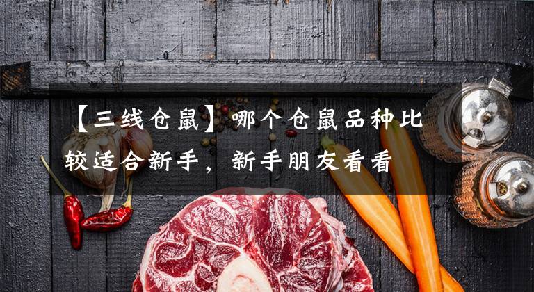 【三线仓鼠】哪个仓鼠品种比较适合新手，新手朋友看看