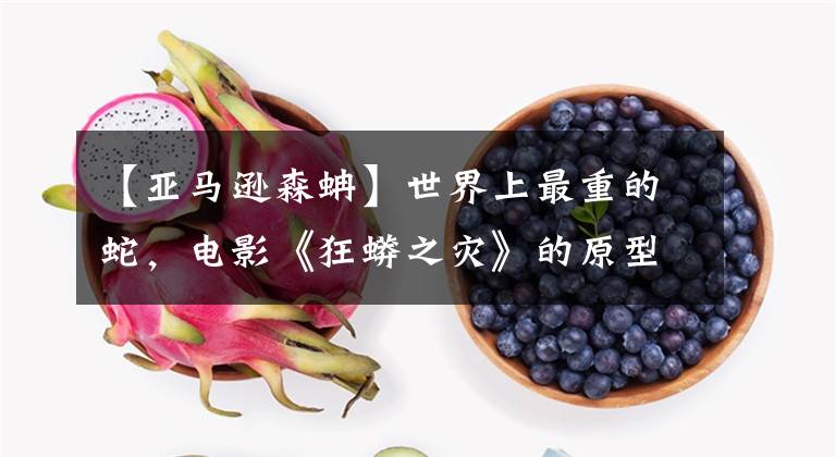 【亚马逊森蚺】世界上最重的蛇，电影《狂蟒之灾》的原型，森蚺到底有多恐怖
