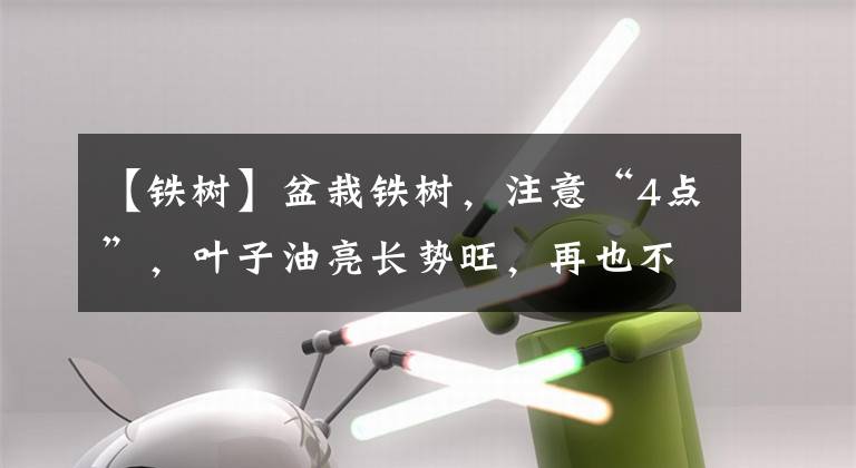【铁树】盆栽铁树，注意“4点”，叶子油亮长势旺，再也不黄叶