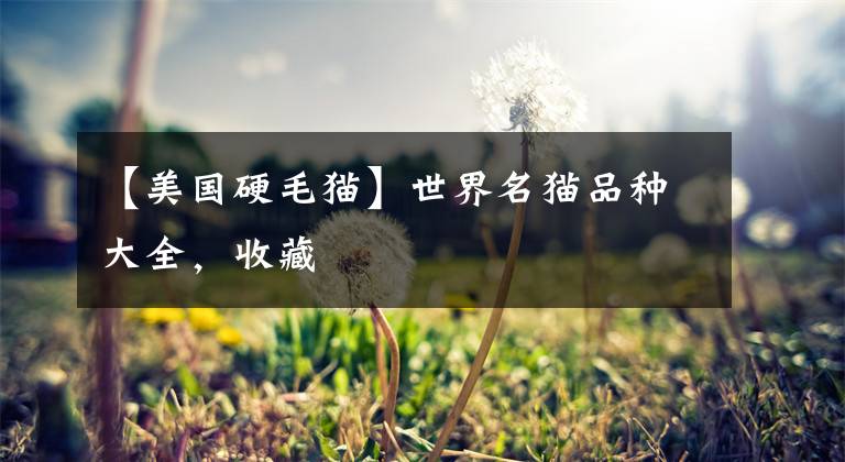 【美国硬毛猫】世界名猫品种大全，收藏
