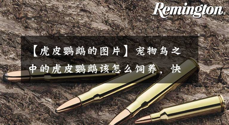 【虎皮鹦鹉的图片】宠物鸟之中的虎皮鹦鹉该怎么饲养，快来看看吧