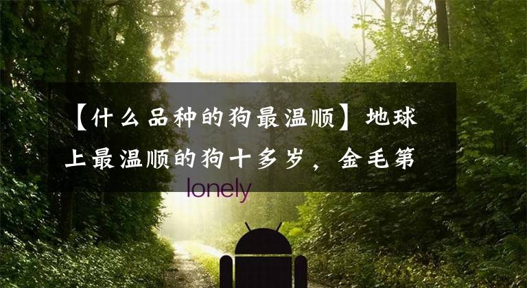 【什么品种的狗最温顺】地球上最温顺的狗十多岁，金毛第一，拉布拉多第二，你养了吗？