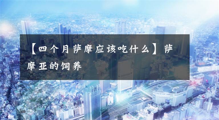 【四个月萨摩应该吃什么】萨摩亚的饲养