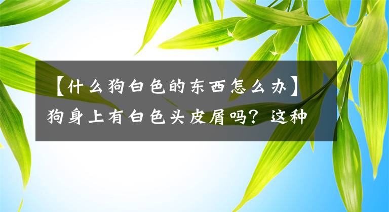 【什么狗白色的东西怎么办】狗身上有白色头皮屑吗？这种情况该怎么办？