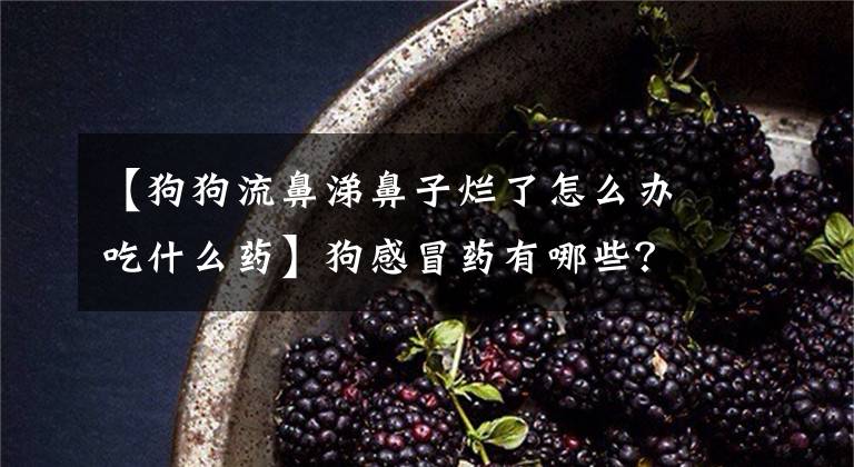 【狗狗流鼻涕鼻子烂了怎么办吃什么药】狗感冒药有哪些？人用的东西能吃吗？