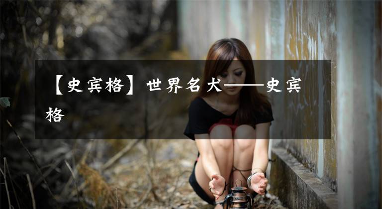 【史宾格】世界名犬——史宾格