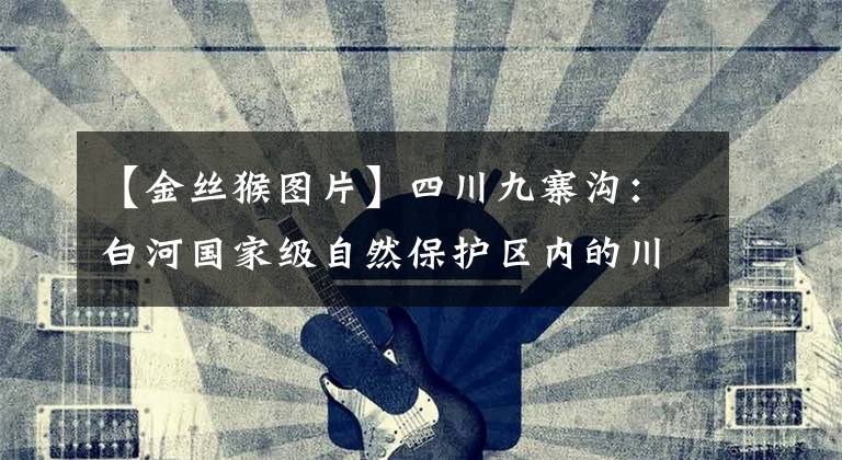 【金丝猴图片】四川九寨沟：白河国家级自然保护区内的川金丝猴