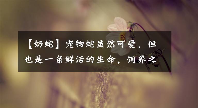 【奶蛇】宠物蛇虽然可爱，但也是一条鲜活的生命，饲养之前要先了解这些