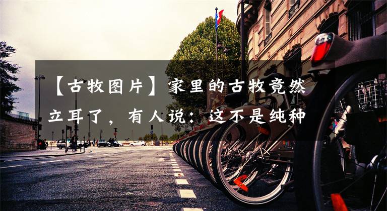 【古牧图片】家里的古牧竟然立耳了，有人说：这不是纯种的！