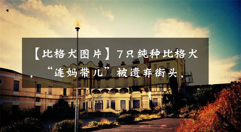 【比格犬图片】7只纯种比格犬，“连妈带儿”被遗弃街头，原主人是散财童子？