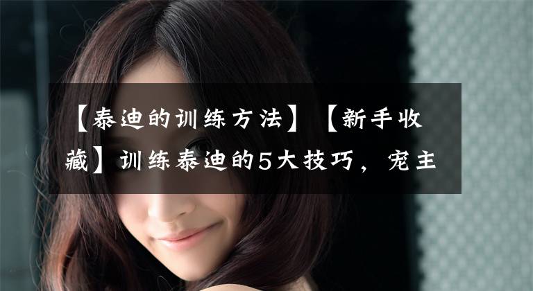 【泰迪的训练方法】【新手收藏】训练泰迪的5大技巧，宠主了解一下！