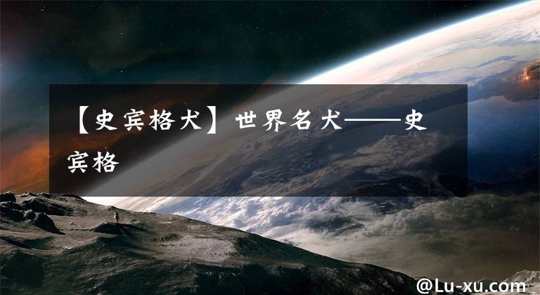 【史宾格犬】世界名犬——史宾格