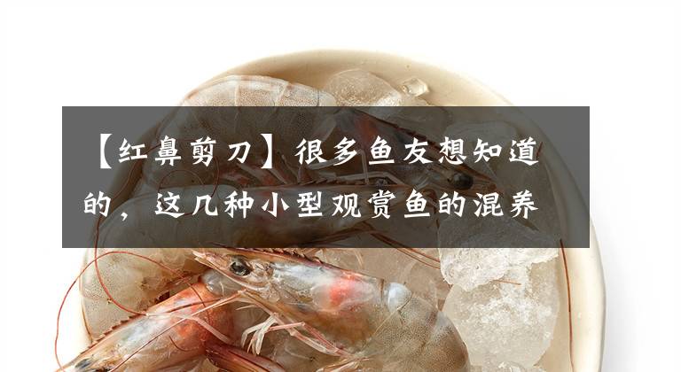 【红鼻剪刀】很多鱼友想知道的，这几种小型观赏鱼的混养问题，实践验证结果