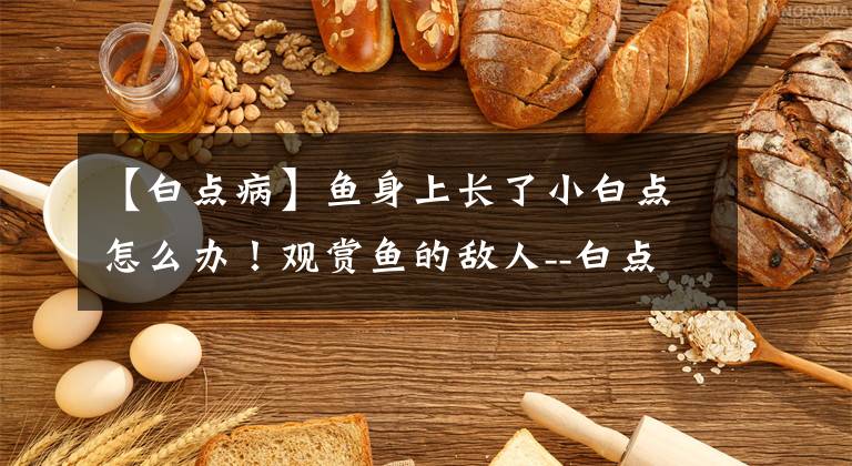 【白点病】鱼身上长了小白点怎么办！观赏鱼的敌人--白点病