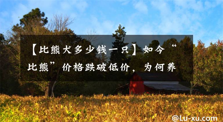 【比熊犬多少钱一只】如今“比熊”价格跌破低价，为何养的人却少了？