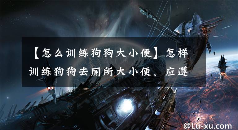 【怎么训练狗狗大小便】怎样训练狗狗去厕所大小便，应遵循这五个原则
