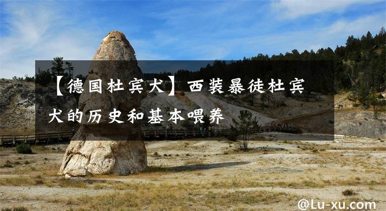 【德国杜宾犬】西装暴徒杜宾犬的历史和基本喂养