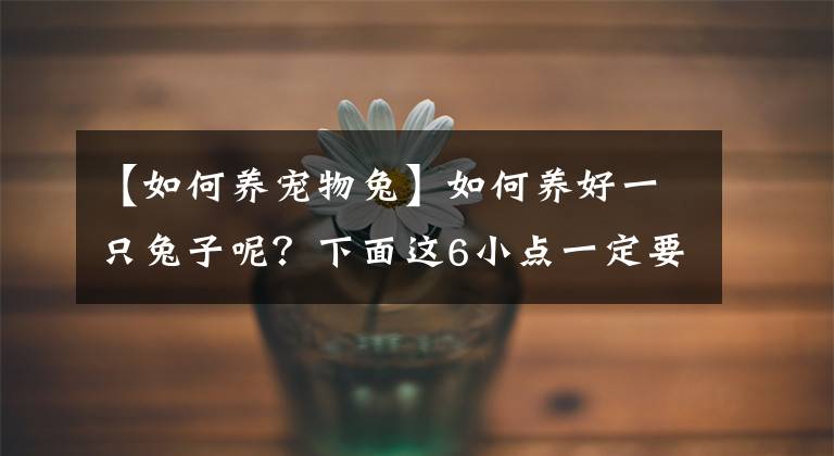 【如何养宠物兔】如何养好一只兔子呢？下面这6小点一定要记牢了呀