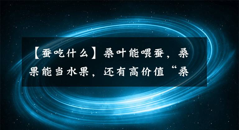 【蚕吃什么】桑叶能喂蚕，桑果能当水果，还有高价值“桑黄”，桑树一身都是宝