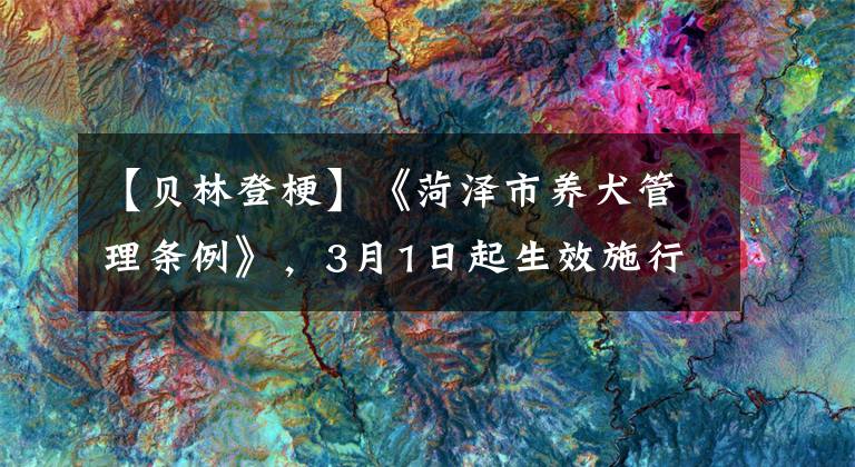 【贝林登梗】《菏泽市养犬管理条例》，3月1日起生效施行！