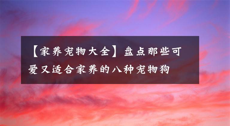 【家养宠物大全】盘点那些可爱又适合家养的八种宠物狗