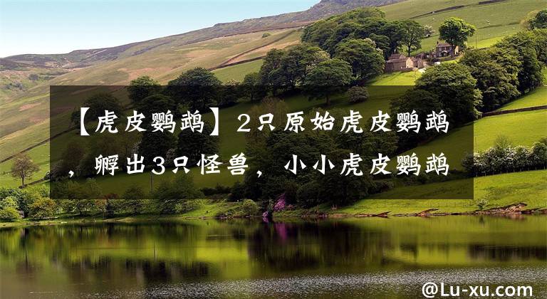 【虎皮鹦鹉】2只原始虎皮鹦鹉，孵出3只怪兽，小小虎皮鹦鹉价格竟高达3万元