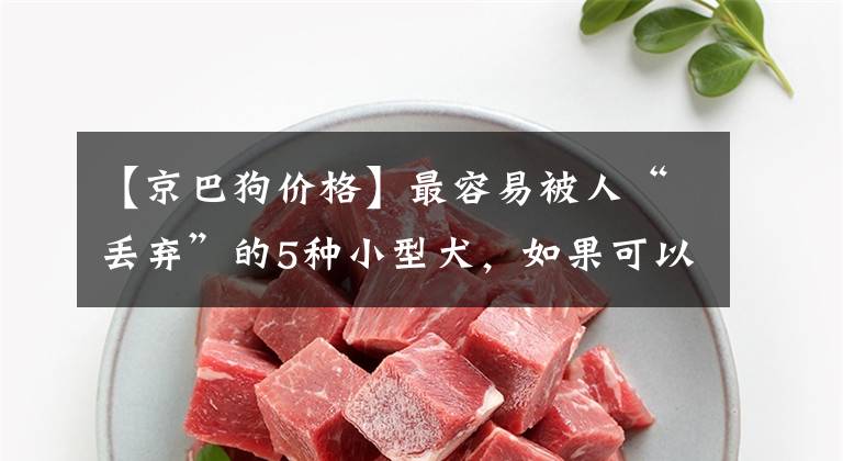【京巴狗价格】最容易被人“丢弃”的5种小型犬，如果可以，你想养哪种？