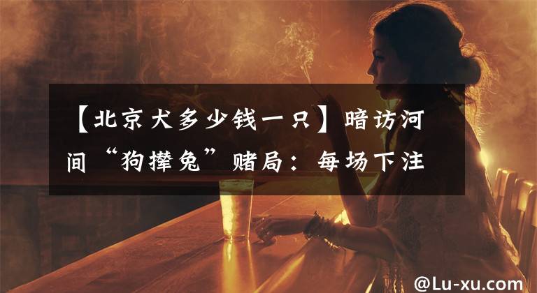 【北京犬多少钱一只】暗访河间“狗撵兔”赌局：每场下注上万元，庄家抽成20%，警方曾两赴赌狗现场，但赌场设施未被拆除