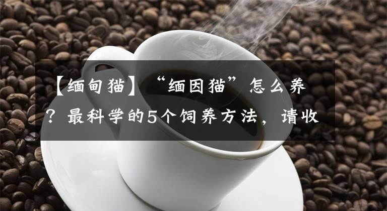 【缅甸猫】“缅因猫”怎么养？最科学的5个饲养方法，请收好