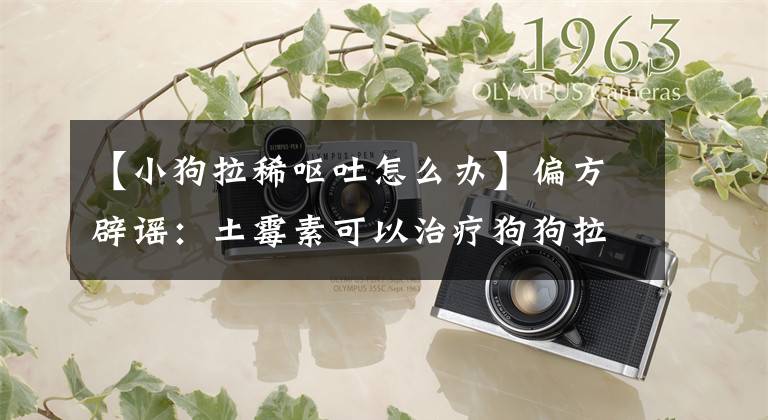 【小狗拉稀呕吐怎么办】偏方辟谣：土霉素可以治疗狗狗拉肚子吗？针对性处理恢复快
